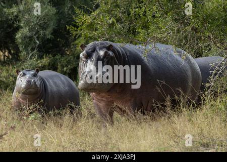 Hippopotames, Hippopotamus amphibius, pâturant sur l'herbe en dehors de l'eau. Banque D'Images