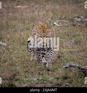 Gros plan d'un léopard, Panthera Pardus, marchant dans l'herbe. Banque D'Images