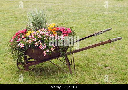 Diverses fleurs poussant à l'intérieur de la vieille brouette rouillée rétro sur la pelouse verte. Réutilisation de l'ancien outil de jardinage comme parterre de fleurs en été. Banque D'Images