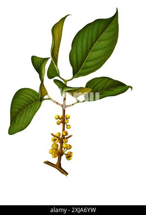 Heilpflanze, Garcinia morella, Garcinia morella ist eine Baumart aus der Familie der Clusiaceae, die in Indien und Sri Lanka vorkommt, Historisch, digital restaurierte Reproduktion von einer Vorlage aus dem 19. Jahrhundert, Banque D'Images