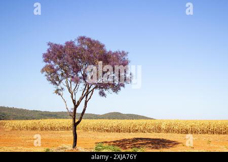 Catalao, Goias, Brésil – 13 juillet 2024 : un arbre isolé dans un paysage avec plantation de maïs sec et ciel bleu. Banque D'Images