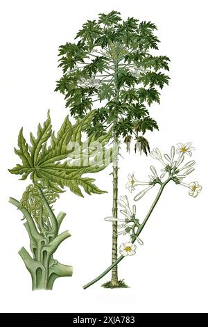 Heilpflanze, Papaya (Carica papaye), auch Melonenbaum oder Papayabaum, Historisch, digital restaurierte Reproduktion von einer Vorlage aus dem 18. Jahrhundert Banque D'Images