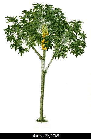 Heilpflanze, Papaya (Carica papaye), auch Melonenbaum oder Papayabaum, Historisch, digital restaurierte Reproduktion von einer Vorlage aus dem 18. Jahrhundert Banque D'Images