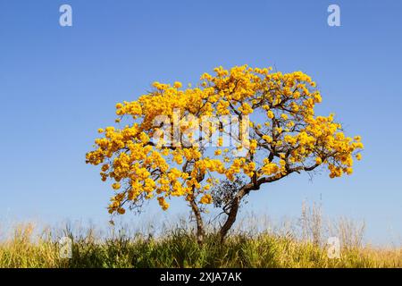 Catalao, Goias, Brésil – 13 juillet 2024 : arbre ipe jaune fleuri au milieu d’un pâturage avec de l’herbe sèche et un ciel bleu en arrière-plan. Banque D'Images