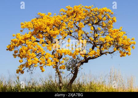 Catalao, Goias, Brésil – 13 juillet 2024 : arbre ipe jaune fleuri au milieu d’un pâturage avec de l’herbe sèche et un ciel bleu en arrière-plan. Banque D'Images