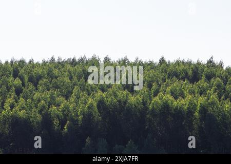 Catalao, Goias, Brésil – 13 juillet 2024 : photographie de plantation de pins avec ciel clair en arrière-plan. Banque D'Images