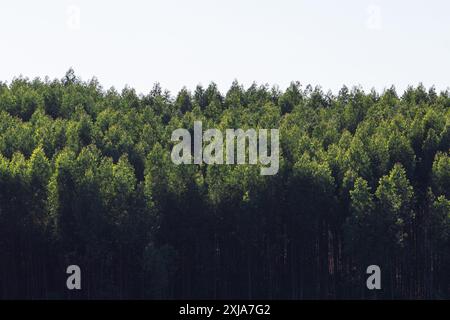 Catalao, Goias, Brésil – 13 juillet 2024 : photographie de plantation de pins avec ciel clair en arrière-plan. Banque D'Images