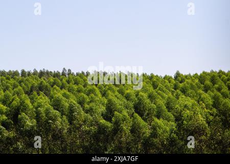 Catalao, Goias, Brésil – 13 juillet 2024 : photographie de plantation de pins avec ciel clair en arrière-plan. Banque D'Images