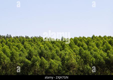 Catalao, Goias, Brésil – 13 juillet 2024 : photographie de plantation de pins avec ciel clair en arrière-plan. Banque D'Images