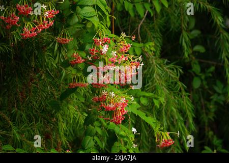 Combretum indicum, communément connu sous le nom de rampante de Rangoon ou rampante de Birmanie, est une vigne avec des grappes de fleurs rouges qui est originaire de l'Asie tropicale Photogr Banque D'Images