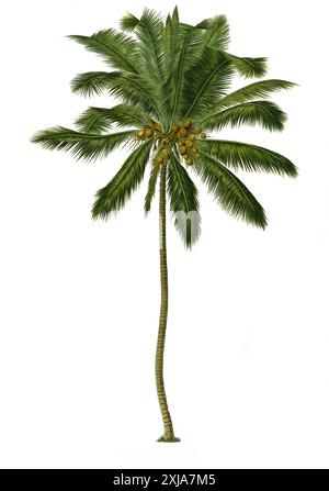 Heilpflanze, Kokospalme oder Kokosnusspalme (Cocos nucifera) ist ein tropisches Palmengewächs, an dem die Kokosnuss wächst, Historisch, digital restaurierte Reproduktion von einer Vorlage aus dem 18. Jahrhundert Banque D'Images