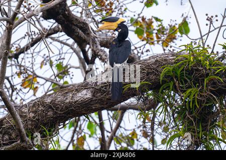 Grand Hornbill (Buceros bicornis). Photographié en India.in mai Banque D'Images