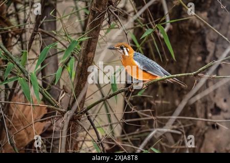 Muguet à tête orange (Geokichla citrina) dans la nature Inde en mai Banque D'Images