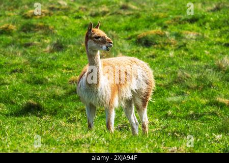 Un mâle vicuna s'arrête de pâturer dans la réserve du Highland Wildlife Park, Kincraig, Kingussie, Écosse, Royaume-Uni Banque D'Images