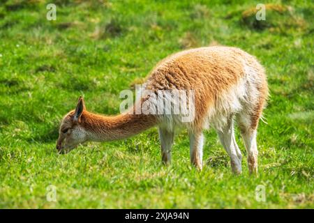 Un mâle vicuna s'arrête de pâturer dans la réserve du Highland Wildlife Park, Kincraig, Kingussie, Écosse, Royaume-Uni Banque D'Images