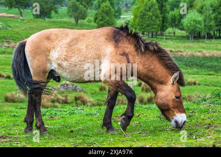 Un étalon de cheval de Przewalski paissant dans la réserve du parc animalier Highland Wildlife Park, Kincraig, Kingussie, Écosse, Royaume-Uni Banque D'Images
