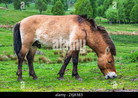 Un étalon de cheval de Przewalski paissant dans la réserve du parc animalier Highland Wildlife Park, Kincraig, Kingussie, Écosse, Royaume-Uni Banque D'Images