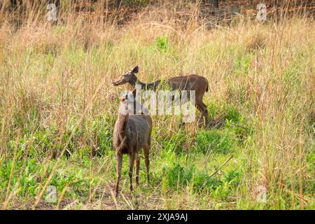 Cerf juvénile de Sambar (Rusa unicolor) صمبر dans le parc national indien de Bandhavgarh, Madhya Pradesh, Inde. Ce cerf habite la forêt dans le Mo himalayen Banque D'Images