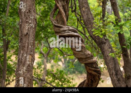 Étrangler Vine Creeper sur le tronc d'un arbre Ficus photographié en Inde Banque D'Images