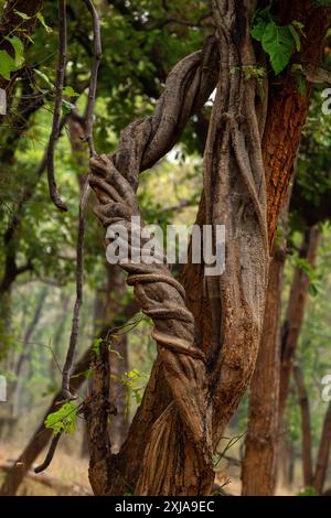 Étrangler Vine Creeper sur le tronc d'un arbre Ficus photographié en Inde Banque D'Images