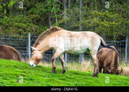 Une jument de cheval de Przewalski paissant avec du bison européen dans la réserve de drive-in du Highland Wildlife Park, Kincraig, Kingussie, Écosse, Royaume-Uni Banque D'Images