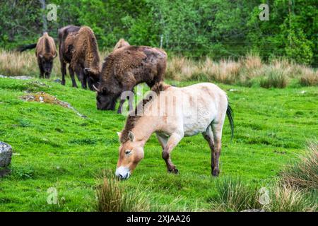 Une jument de cheval de Przewalski paissant avec du bison européen dans la réserve de drive-in du Highland Wildlife Park, Kincraig, Kingussie, Écosse, Royaume-Uni Banque D'Images