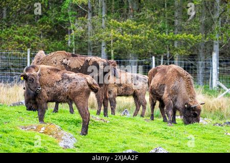 Un petit troupeau de bisons européens paissant dans la réserve de passage en voiture du Highland Wildlife Park, Kincraig, Kingussie, Écosse, Royaume-Uni Banque D'Images