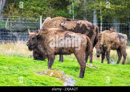 Un petit troupeau de bisons européens paissant dans la réserve de passage en voiture du Highland Wildlife Park, Kincraig, Kingussie, Écosse, Royaume-Uni Banque D'Images