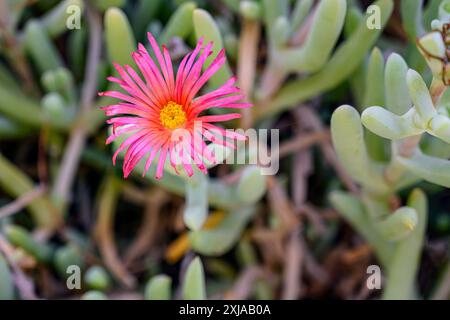 Malephora crocea est une espèce de plante à fleurs vivace succulente de la famille des plantes de glace connue sous les noms communs 'Coppery mesemb' et 'Red Ice p Banque D'Images