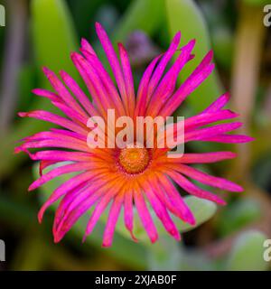 Malephora crocea est une espèce de plante à fleurs vivace succulente de la famille des plantes de glace connue sous les noms communs 'Coppery mesemb' et 'Red Ice p Banque D'Images