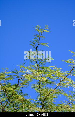 Vachellia xanthophloea est un arbre de la famille des Fabaceae, communément connu en anglais sous le nom d'arbre à fièvre. Cette espèce de Vachellia est originaire de l'est a Banque D'Images