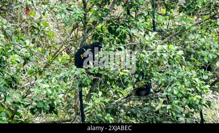 Langur javan oriental (Trachypithecus auratus, lutung ébène, langur javan, lutung javan). On le trouve sur l'île de Java Banque D'Images