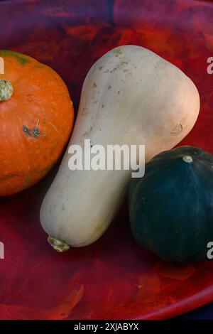 Nature morte avec trois variétés de courge d'hiver Acorn Squash [à droite] Kabocha ou de courge japonaise [à gauche] et butternut au centre Banque D'Images