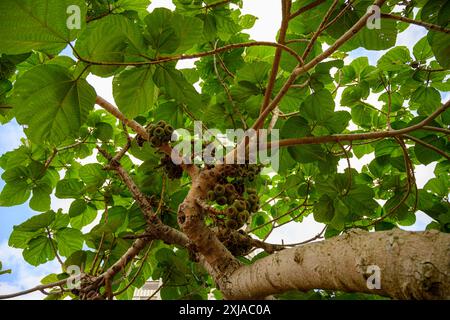 Figuier (Ficus racemosa) montrant du chauliflory avec des fruits poussant directement à partir du tronc, photographié à tel Aviv, Israël Banque D'Images