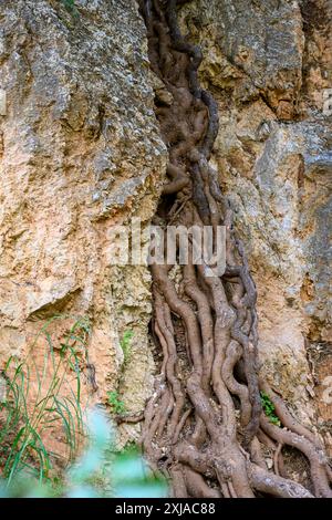 Les racines des arbres poussent à travers une fissure dans un rocher photographié en haute Galilée, Israël en mai Banque D'Images