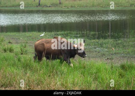 Gaur (Bos gaurus) cette grande espèce de bœuf se trouve dans tout le sud et le sud-est de l'Asie. Les individus peuvent peser jusqu'à 1500 kilogrammes et atteindre jusqu'à Banque D'Images