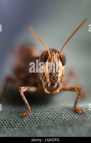 Prise de vue macro sur le criquet et la sauterelle Banque D'Images
