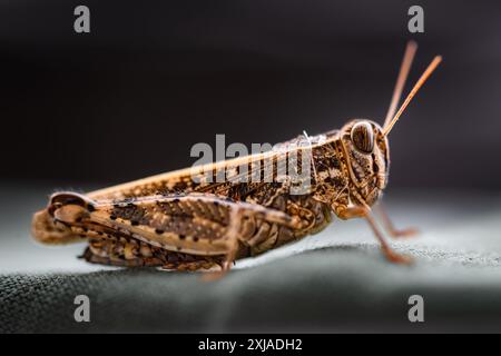 Prise de vue macro sur le criquet et la sauterelle Banque D'Images