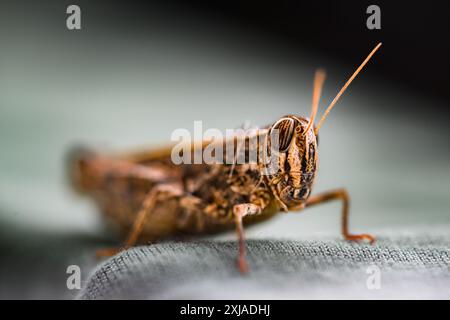 Prise de vue macro sur le criquet et la sauterelle Banque D'Images