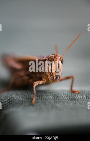 Prise de vue macro sur le criquet et la sauterelle Banque D'Images