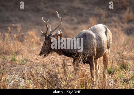 Cerf Sambar mâle (Rusa unicolor) صمبر dans le parc national indien de Bandhavgarh, Madhya Pradesh, Inde. Ce cerf habite la forêt de la Mounta himalayenne Banque D'Images