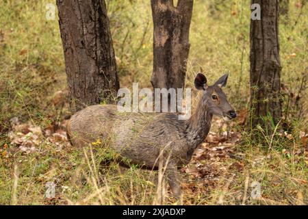 Cerf Sambar femelle (Rusa unicolor) صمبر dans le parc national indien de Bandhavgarh, Madhya Pradesh, Inde. Ce cerf habite la forêt du Moun de l'Himalaya Banque D'Images