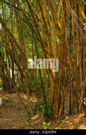 Tiges de bambou à rainure jaune (Phyllostachys aureosulcata). Photographié en Inde Banque D'Images