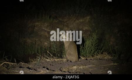 Photographie nocturne d'un chat de la jungle (Felis chaus), تفة aussi appelé chat roseau, chat des marais et lynx de la jungle, est un chat de taille moyenne originaire du moyen-Orient, Banque D'Images