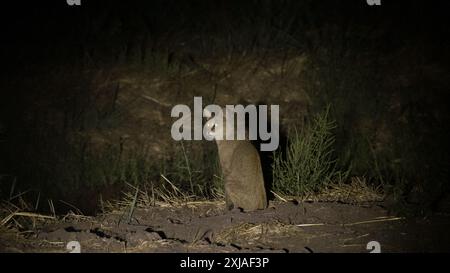 Photographie nocturne d'un chat de la jungle (Felis chaus), تفة aussi appelé chat roseau, chat des marais et lynx de la jungle, est un chat de taille moyenne originaire du moyen-Orient, Banque D'Images