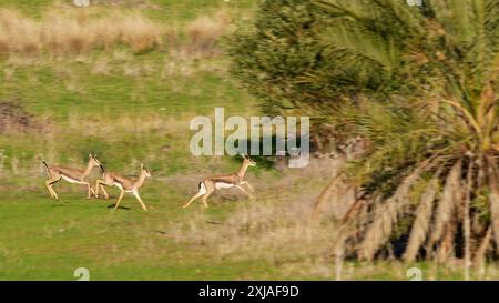 Un troupeau de Gazelle de montagne alias gazelle de montagne de Palestine (Gazella gazella). غزال الجبل photographié dans les contreforts juifs, Israël. Le gazell de montagne Banque D'Images