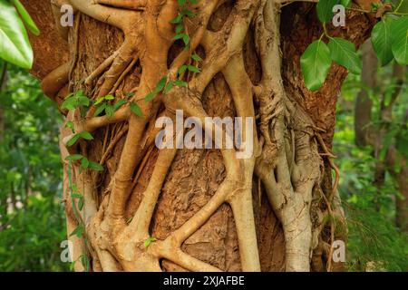 Étrangler Vine Creeper sur le tronc d'un arbre Ficus photographié en Inde Banque D'Images