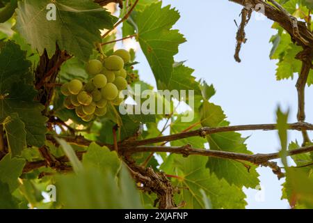 Raisins sur une vigne dans un jardin avec un fond de ciel bleu, désert du Néguev, Israël en juin Banque D'Images