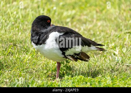 Oystercatcher eurasien (Haematopus ostralegus) reposant sur la prairie Banque D'Images