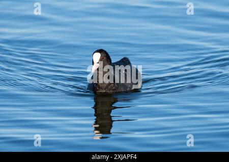 Coot eurasien (Fulica atra) nageant sur un lac Banque D'Images